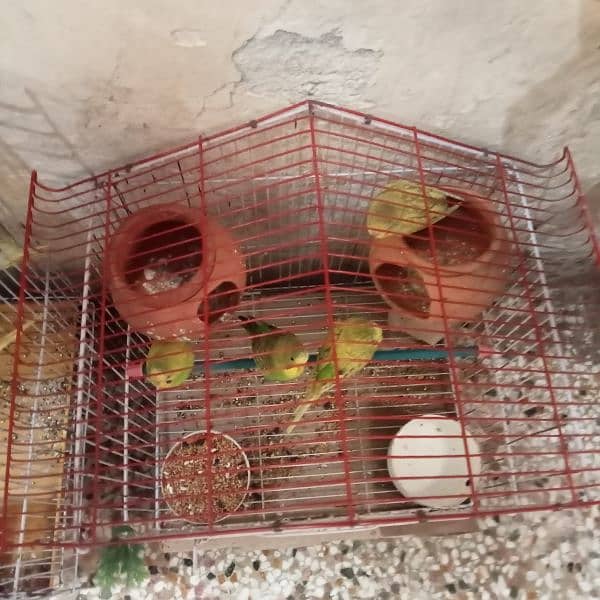 Australian parrot budgies 6 pair with 2 cages. 2