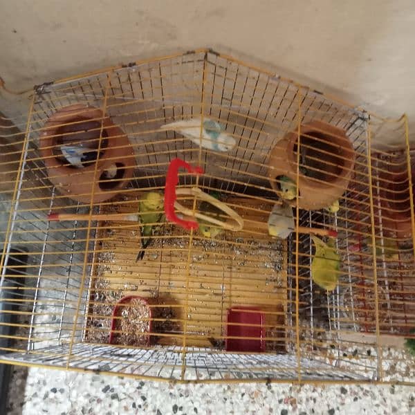 Australian parrot budgies 6 pair with 2 cages. 3