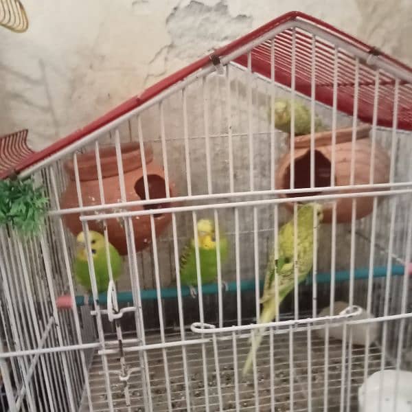 Australian parrot budgies 6 pair with 2 cages. 4