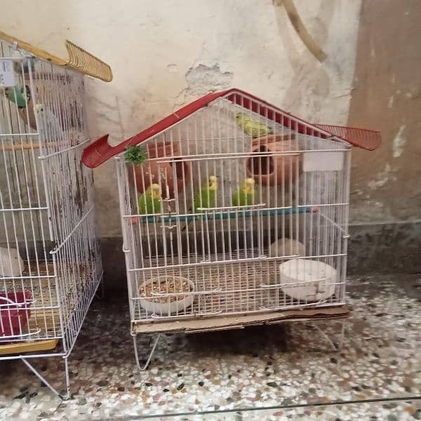 Australian parrot budgies 6 pair with 2 cages. 5