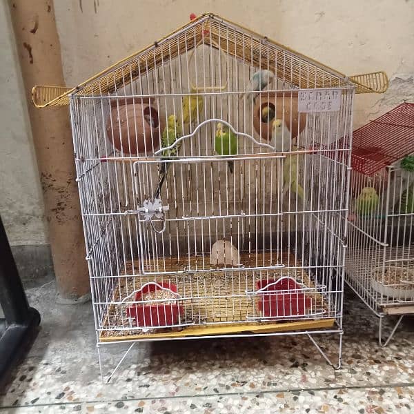 Australian parrot budgies 6 pair with 2 cages. 6