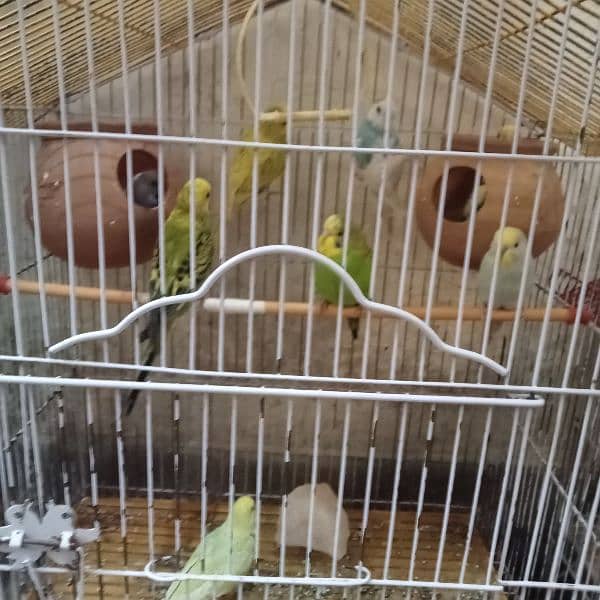 Australian parrot budgies 6 pair with 2 cages. 7