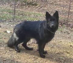 black shepherd breeder male