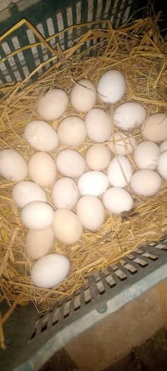 fresh fertile eggs available