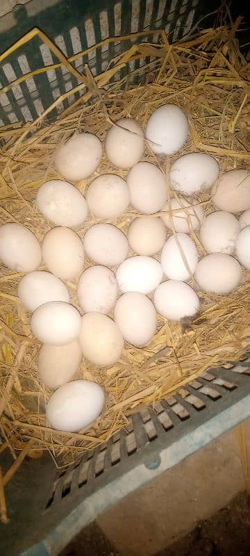 fresh fertile eggs available 0