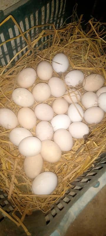 fresh fertile eggs available 1