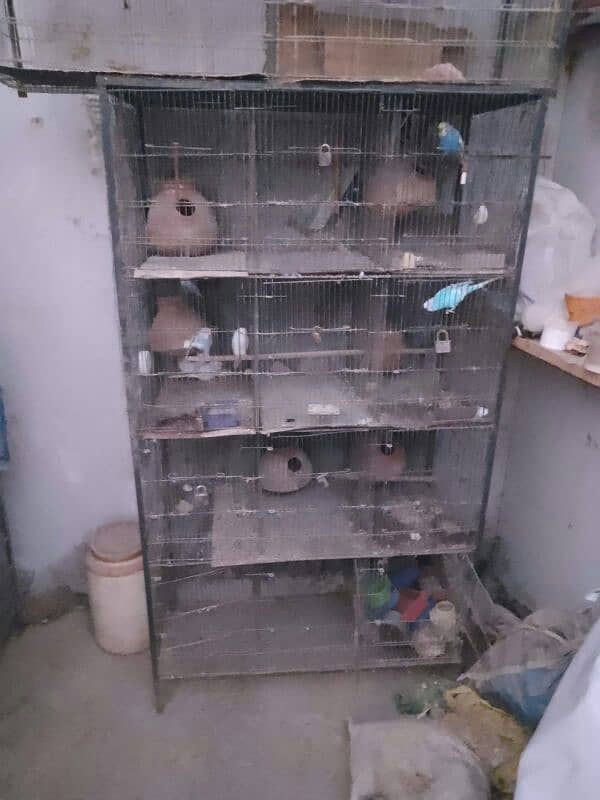 aseel  heera murghi and 12 portion cage for sale 0