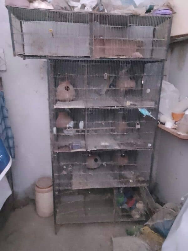 aseel  heera murghi and 12 portion cage for sale 2