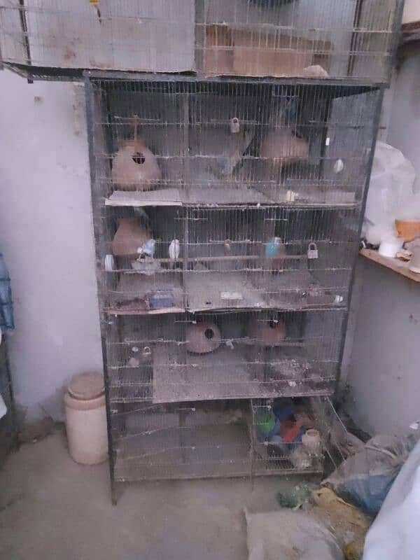 aseel  heera murghi and 12 portion cage for sale 3