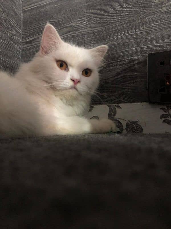 persian cat for sale 0