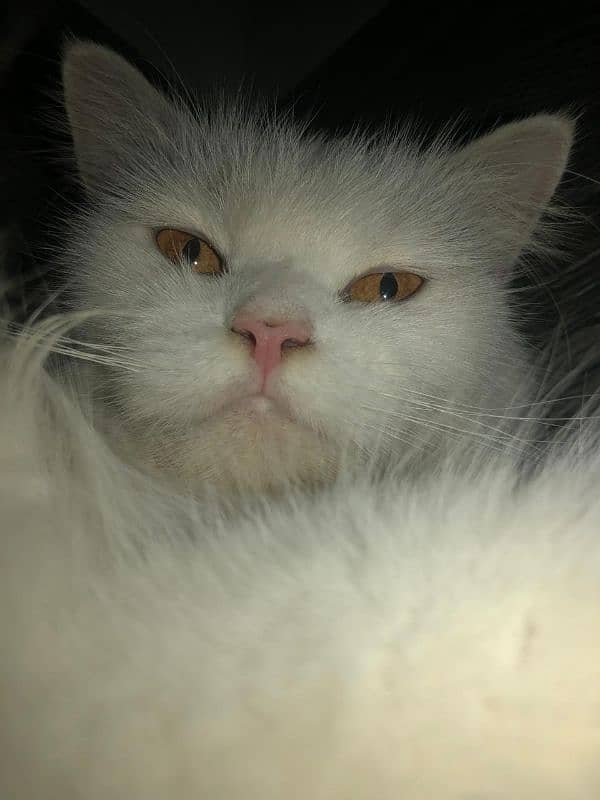 persian cat for sale 2