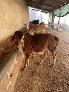 Cow bachri for sale