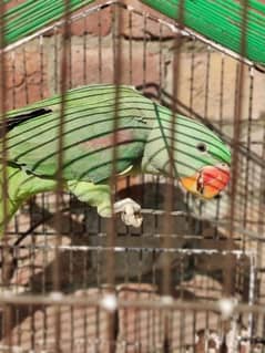 raw parrot males talking