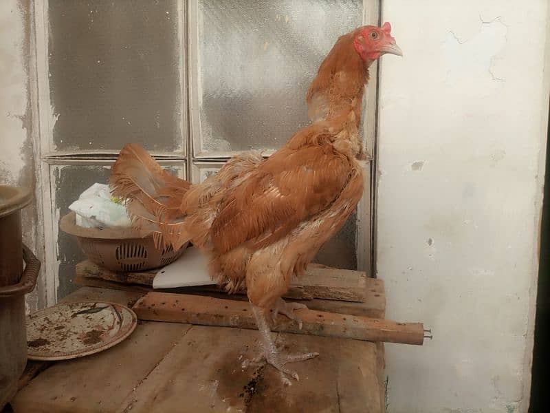 for sale hen Desi aseel. . . . . . . . . 0