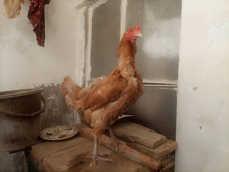 for sale hen Desi aseel. . . . . . . . . 1