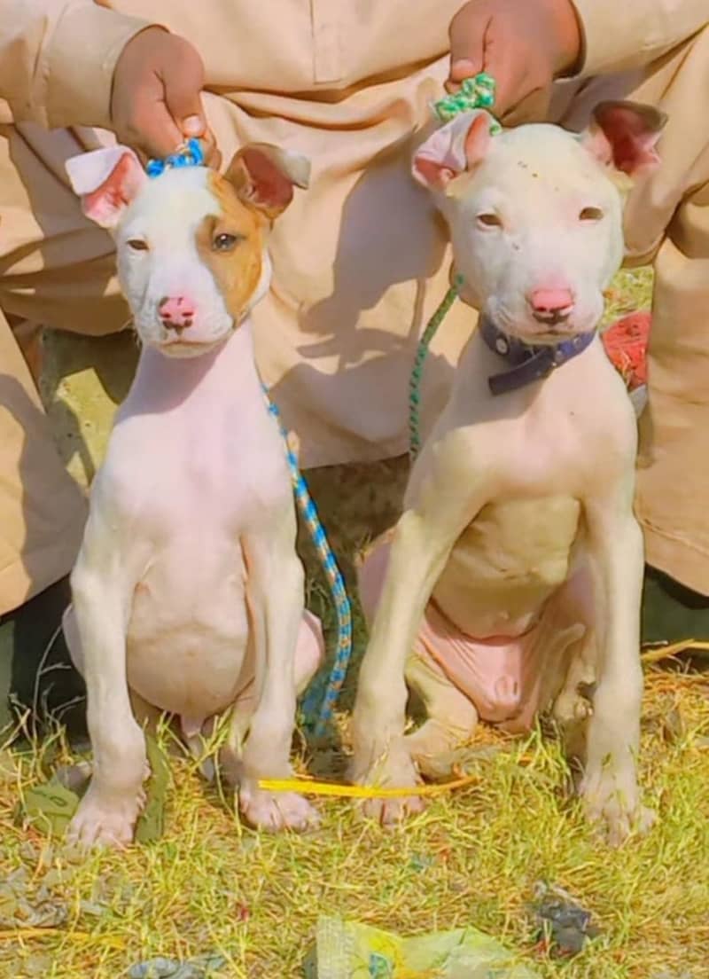 Kohati Gultair Dog Puppies | Kohati Gultair Pair | Kohati Dog 0