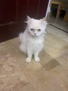 punch face female urgent sale