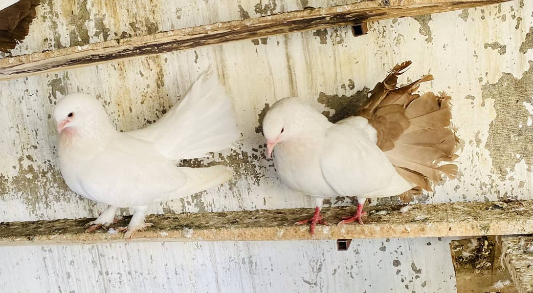 Red Tail Female with White Tail Male Breeder Pair with Eggs 1