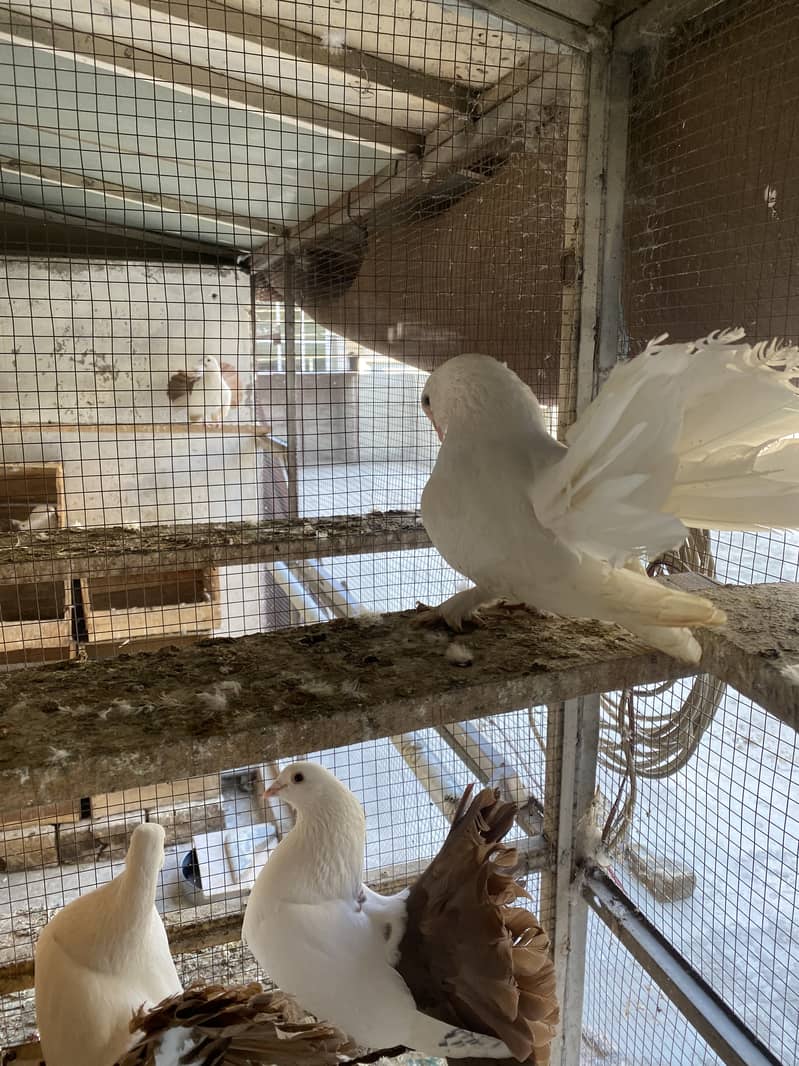 Red Tail Female with White Tail Male Breeder Pair with Eggs 3