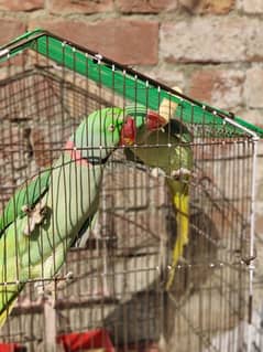 raw parrot males talking