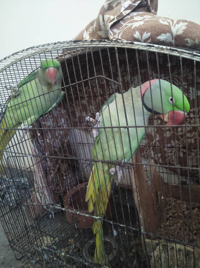 Raw parrots 3