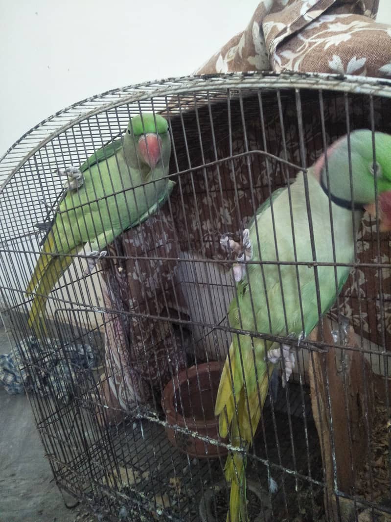 Raw parrots 4