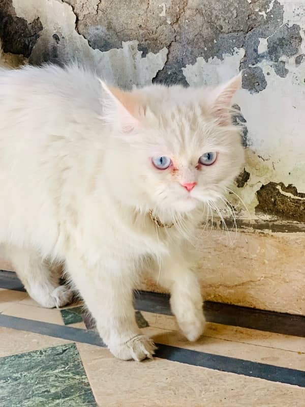 white persian with lighe gray eyes full train litter trained 0