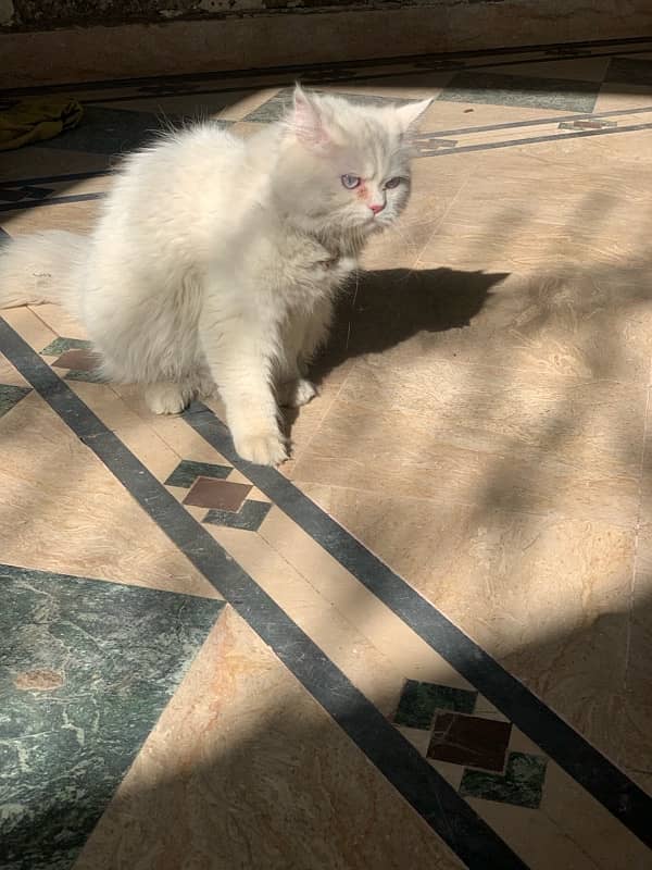 white persian with lighe gray eyes full train litter trained 1