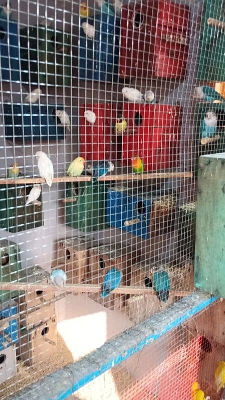 love birds breeder colony 4