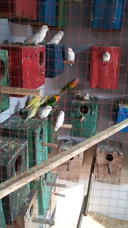 love birds breeder colony 5