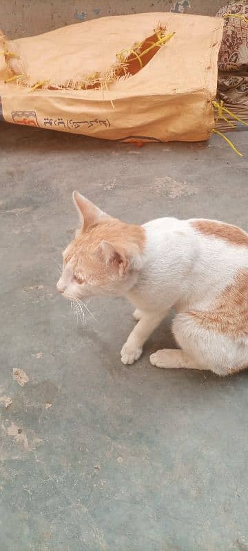 White and Brown male cat 2