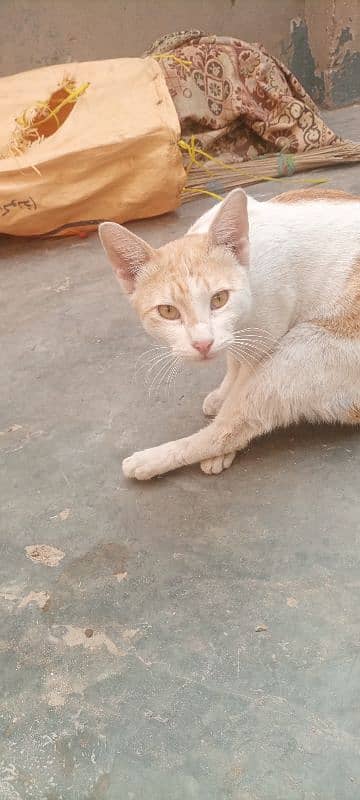 White and Brown male cat 3