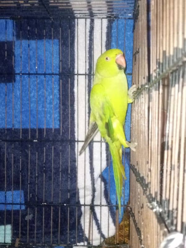 GREEN PARROT BREEDER FEMALE 0