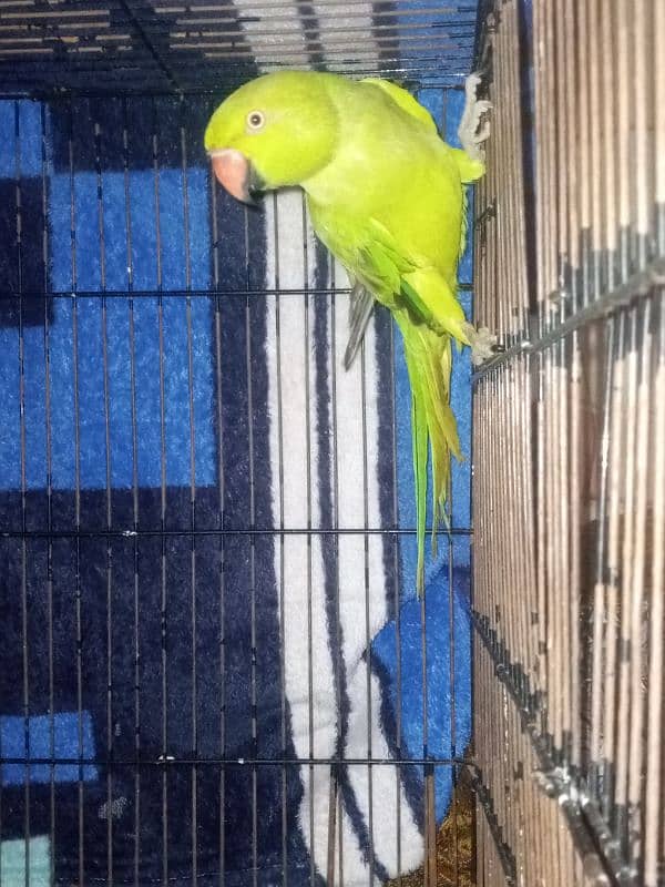 GREEN PARROT BREEDER FEMALE 1