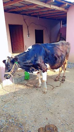 cow for sell