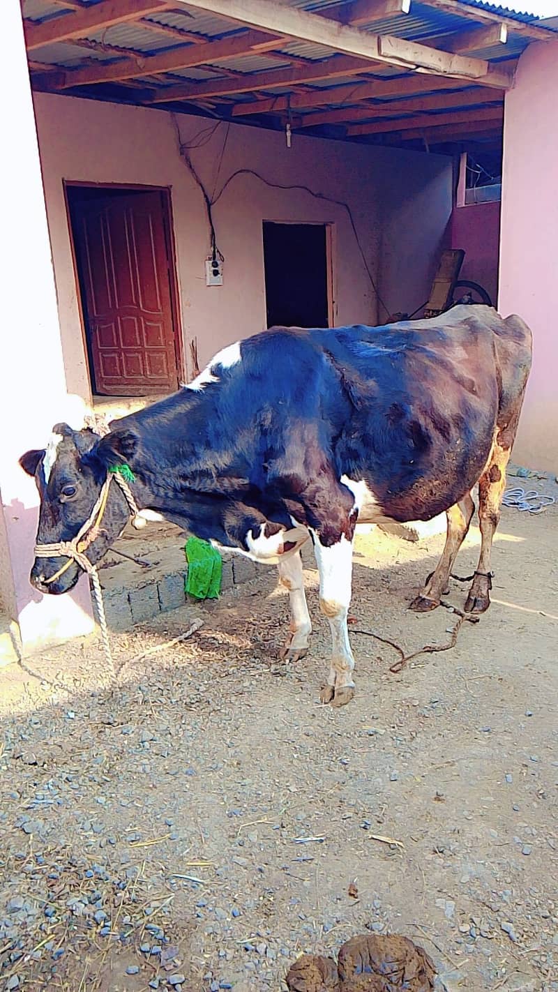 original frezan Cow for sell 0