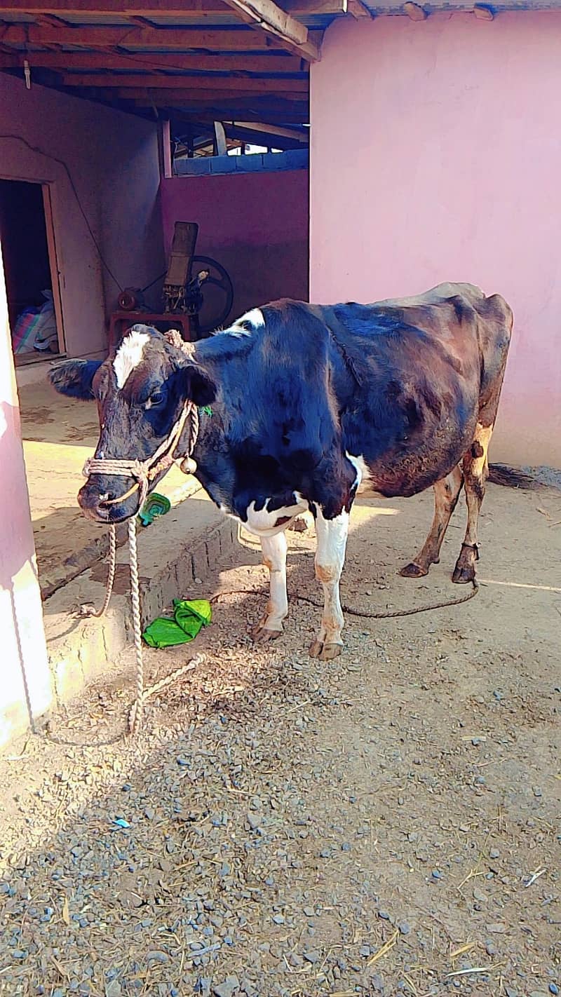 original frezan Cow for sell 2