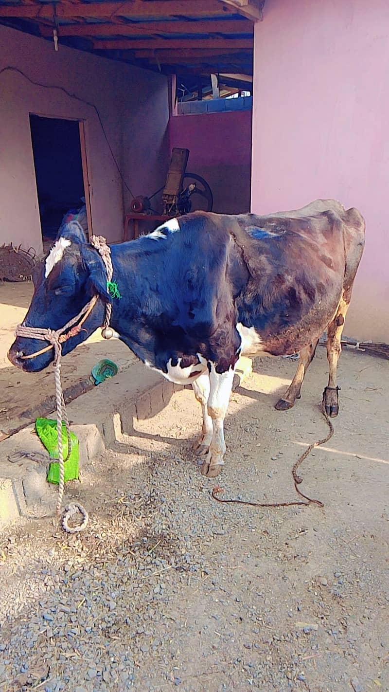 original frezan Cow for sell 6