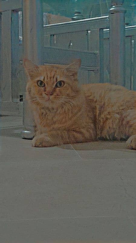 orange cat for sale 2