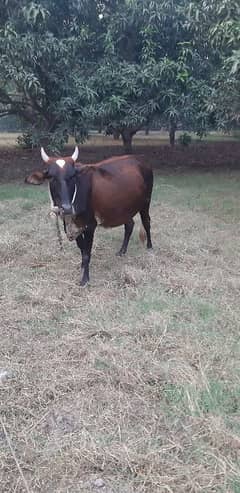 Friesian Cholistani Cross Cow