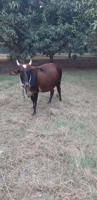 Friesian Cholistani Cross Cow 0