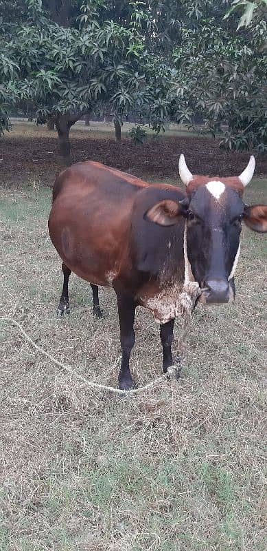 Friesian Cholistani Cross Cow 1