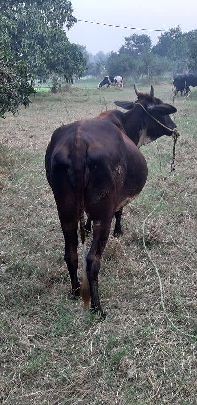 Friesian Cholistani Cross Cow 2