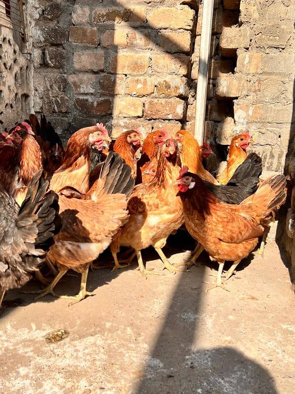 Golden Misri Desi Hens 3