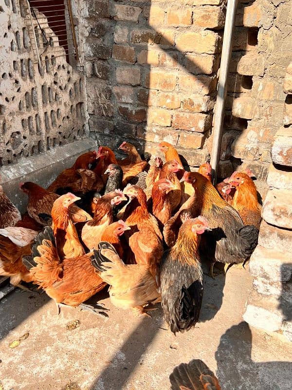 Golden Misri Desi Hens 5