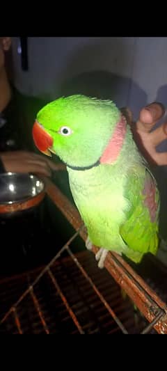 Talking Parrot / Raw Parrot / imported parrots