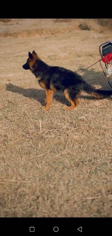 GSD female puppy helthy,active,playful complete vaccinated 2