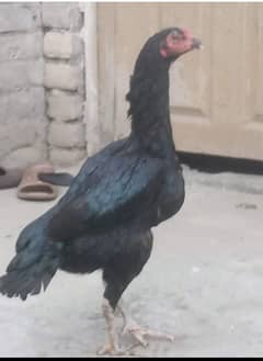 black shamo cross female for sale