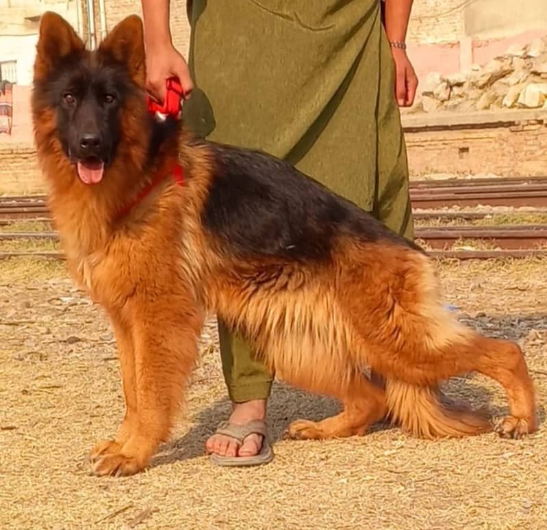 German Shepherd Female Dog | German Shepherd Dog For Sale 0