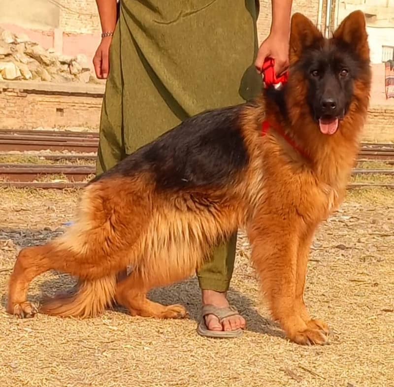 German Shepherd Female Dog | German Shepherd Dog For Sale 2